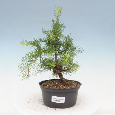 Outdoor bonsai -Larix decidua - Larch - 1