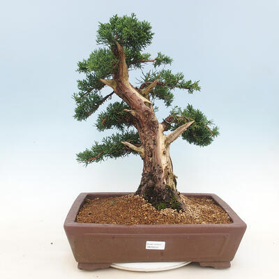 Outdoor bonsai - Juniperus chinensis - Chinese juniper - 1