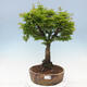 Bonsai im Freien - Acer palmatum Shishigashira - 1/7