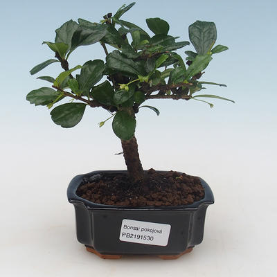 Indoor bonsai - Carmona macrophylla - Tea fuki PB2191530 - 1