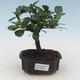 Indoor bonsai - Carmona macrophylla - Tea fuki PB2191530 - 1/5