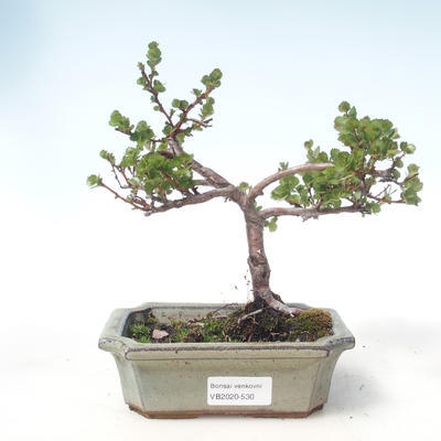 Outdoor bonsai - dwarf birch - Betula NANA VB2020-530 - 1