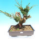 Yamadori Juniperus chinensis - juniper - 1/6