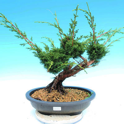 Yamadori Juniperus chinensis - juniper - 1