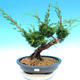 Yamadori Juniperus chinensis - juniper - 1/5
