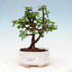 Indoor bonsai - Portulakaria Afra - Tlustice - 1/2