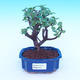 Room bonsai - Portulakaria Afra - Tlustice - 1/2