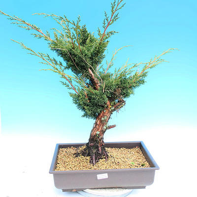 Yamadori Juniperus chinensis - juniper - 1