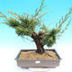 Yamadori Juniperus chinensis - juniper - 1/6