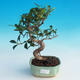 Room bonsai - Ficus retusa - malolistý ficus - 1/2