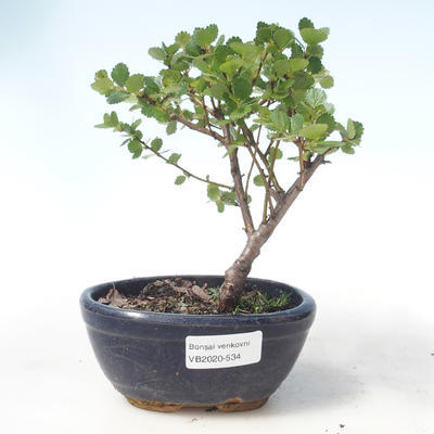 Outdoor bonsai - dwarf birch - Betula NANA VB2020-534 - 1