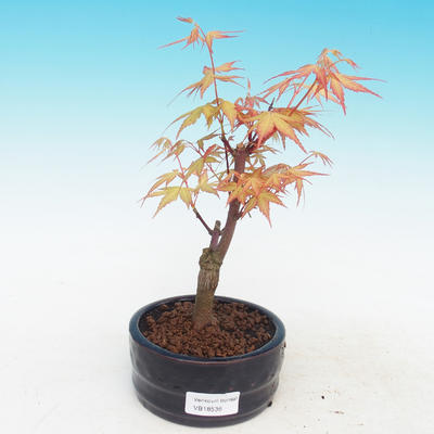 Outdoor bonsai-Acer Sango Koku- - 1