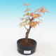 Outdoor bonsai-Acer Sango Koku- - 1/2