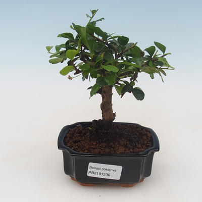 Indoor bonsai - Carmona macrophylla - Tea fuki PB2191536 - 1