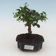 Indoor bonsai - Carmona macrophylla - Tea fuki PB2191536 - 1/5