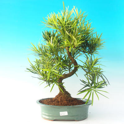 Room bonsai - Podocarpus - stone thousand - 1