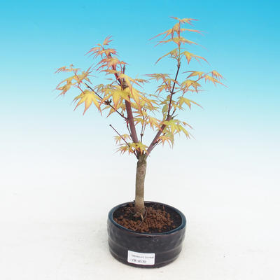Outdoor bonsai-Acer Sango Koku- - 1