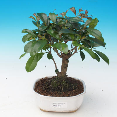 Room bonsai - Eugenia unoflora - Australian cherry - 1