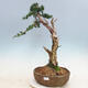 Outdoor bonsai - Juniperus chinensis - Chinese juniper - 1/6