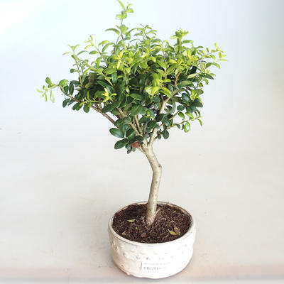 Indoor bonsai - Ilex crenata - Holly PB2201153