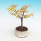 Outdoor bonsai-Acer Sango Koku- - 1/2
