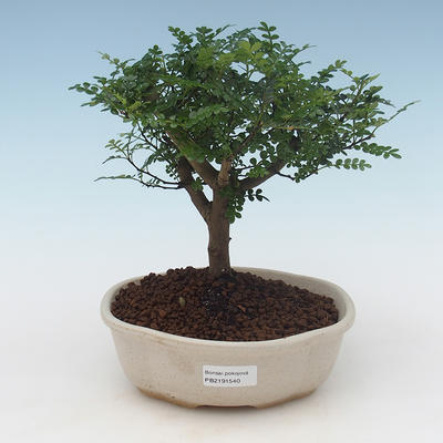 Indoor bonsai - Zantoxylum piperitum - Pepper tree PB2191540 - 1