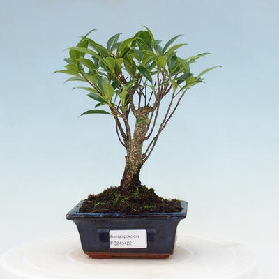 Indoor bonsai - Ficus retusa - small-leaved ficus - 1