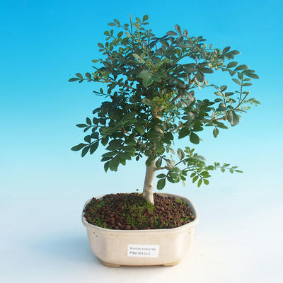 Room bonsai - Fraxinus uhdeii - room Ash