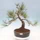Outdoor bonsai - Pinus sylvestris Watereri - Scots Pine - 1/4