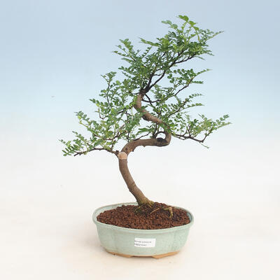 Indoor bonsai - Zantoxylum piperitum - Peppercorn - 1