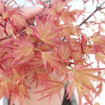 Outdoor bonsai - Acer palmatum Beni Tsucasa - Auburn maple - 1