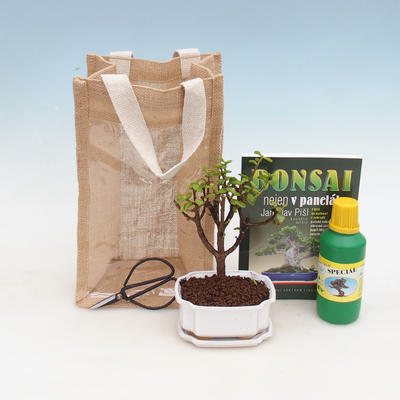 Room bonsai in a gift bag - JUTA, Portulakaria Afra - Tlustice