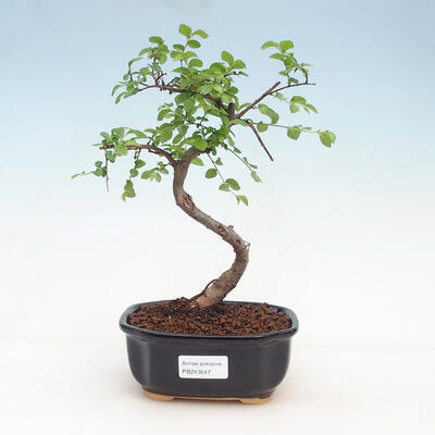 Indoor bonsai - Ulmus parvifolia - Small leaf elm - 1