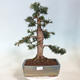 Outdoor bonsai - Taxus cuspidata - Japanese yew - 1/6