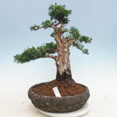 Outdoor bonsai - Juniperus chinensis - Chinese juniper - 1