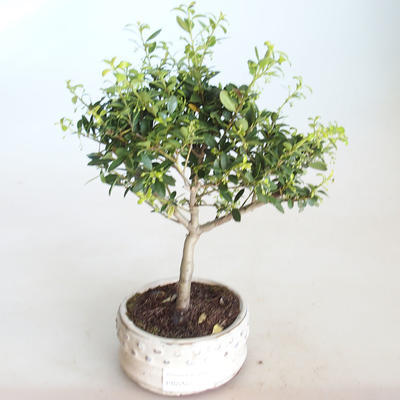 Indoor bonsai - Ilex crenata - Holly PB2201154