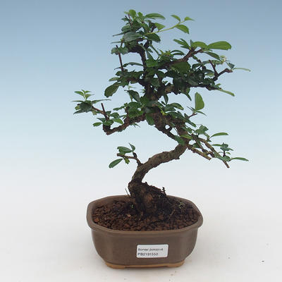 Indoor bonsai - Carmona macrophylla - Tea fuki 405-PB2191550 - 1
