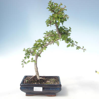 Outdoor bonsai - Hawthorn single seed VB2020-550