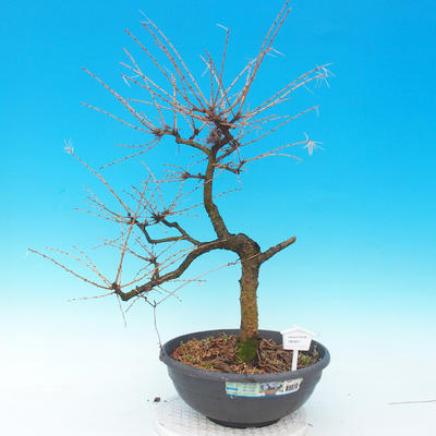 Outdoor bonsai - Larix decidua - 1