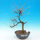 Outdoor bonsai - Larix decidua - 1/4