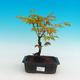 Outdoor bonsai - Maple dlanitolistý - 1/2