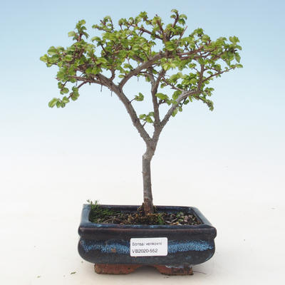 Outdoor bonsai-Ulmus parviflora-Small-leaved clay VB2020-552