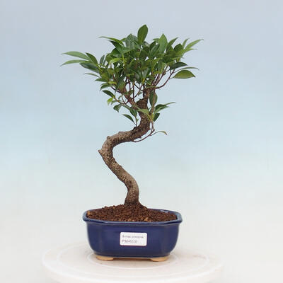 Room bonsai - Ficus kimmen - little ficus