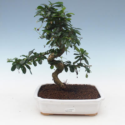 Indoor bonsai - Carmona macrophylla - Tea fuki 2191556 - 1