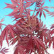 Outdoor bonsai-Acer palmatum Trompenburg-Maple red - 1/2
