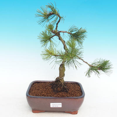 Outdoor bonsai -Pinus parviflora-Small pine