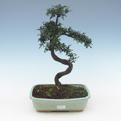 Indoor bonsai - Ulmus Parvifolia-Small leaf elm PB2191558