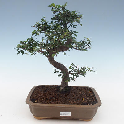 Indoor bonsai - Ulmus Parvifolia-Small leaf elm PB2191559