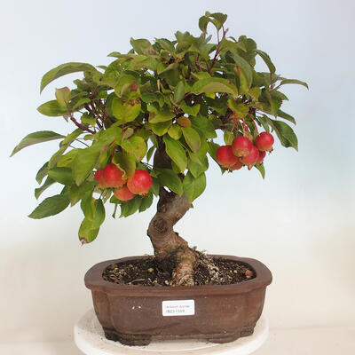 Outdoor bonsai - Malus halliana - Small-fruited apple tree - 1