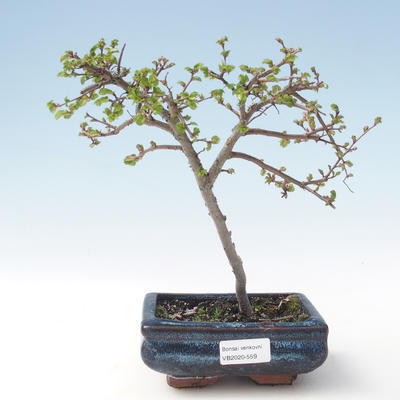 Outdoor bonsai-Ulmus parviflora-Small-leaved clay VB2020-559